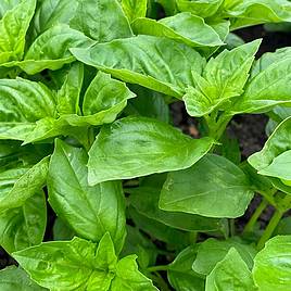 Basil Devotion - Seeds