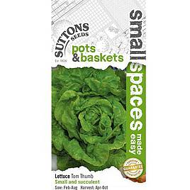 Lettuce Tom Thumb - Seeds