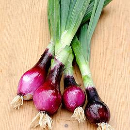 Onion (spring) Lilia - Seeds