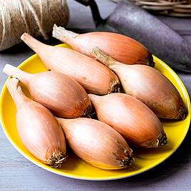 Onion Elista - Seeds