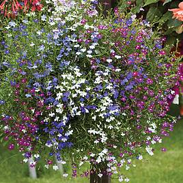 Lobelia Cascade Improved Mixed