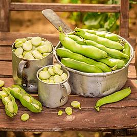 Broad Bean Statissa - Seeds