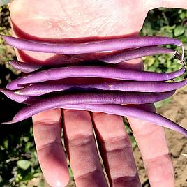 Dwarf French Bean Celine - Seeds