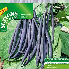 Dwarf French Bean Mistik - Seeds