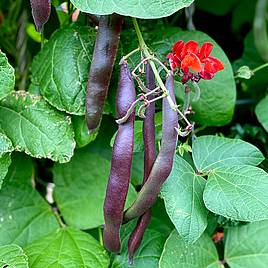 Runner Bean Black Knight - Seeds