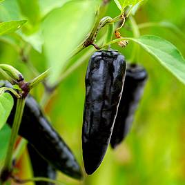 Chilli Pepper Hungarian Black