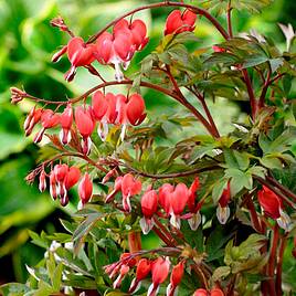 Dicentra spectabilis Valentine