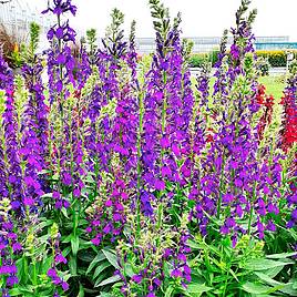 Lobelia Starship Blue