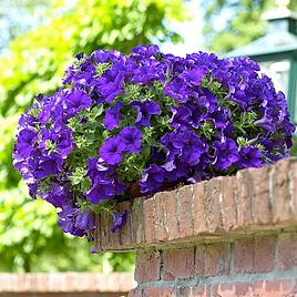 Petunia Trailing Surfinia Blue