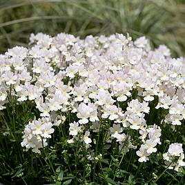 Nemesia Wisley Vanilla