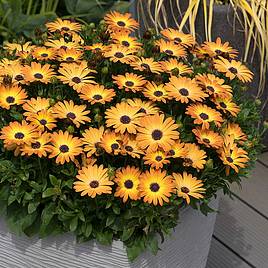 Osteospermum Serenity Sunshine Beauty