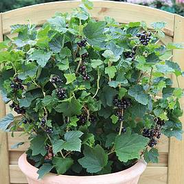 Blackcurrant Summer Pearls Patio Black (Patio fruit)