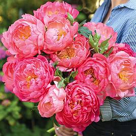 Peony Pink Hawaiian Coral