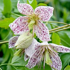 Clematis Advent Bells