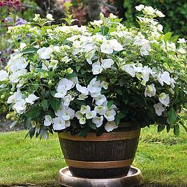 Hydrangea Runaway Bride