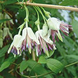 Clematis napaulensis