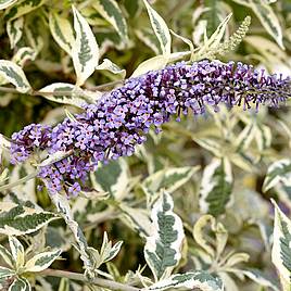 Buddleja Butterfly Gold