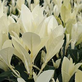 Euonymus japonicus Himalaya