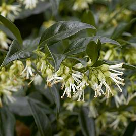 Sarcococca confusa