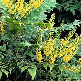 Mahonia x media Winter Sun