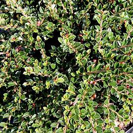 Cotoneaster horizontalis