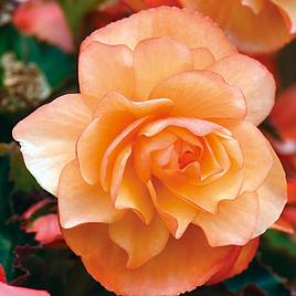 Begonia Fragrant Falls Improved™ - Apricot Delight