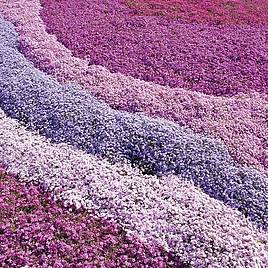 Nurserymans Choice Phlox Collection (Creeping)