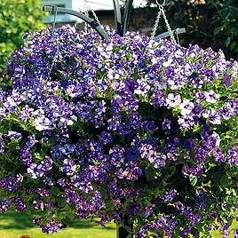 Petunia Night Sky