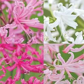 Nerine bowdenii Collection