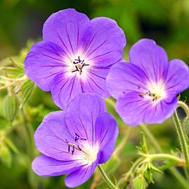 Geranium Brookside