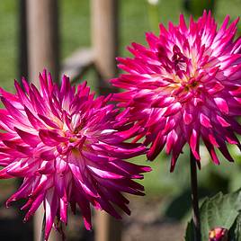 Dahlia Badger Twinkle