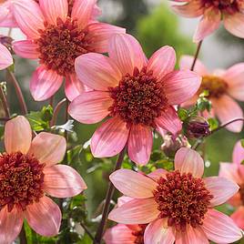 Dahlia Totally Tangerine