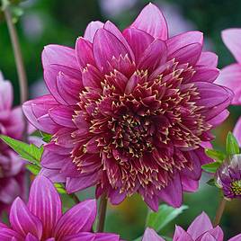 Dahlia Mambo