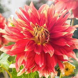 Dahlia Bodacious