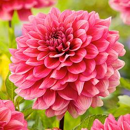 Dahlia Salmon Runner