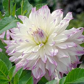 Dahlia Ferncliff Illusion (Giant Tree Dahlias)