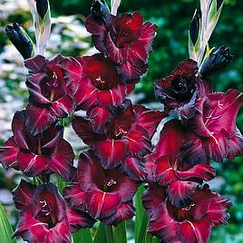 Gladioli Black Surprise