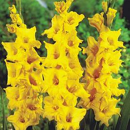 Gladiolus Limoncello