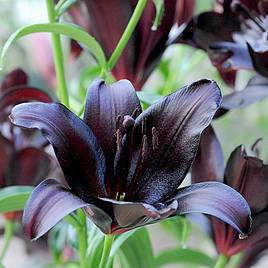 Lily Black Jewel