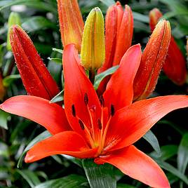 Lily Kings Joy