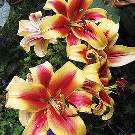 Tree Lily Starburst