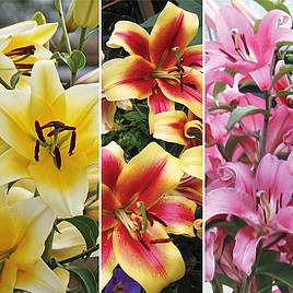 Tree Lily Collection