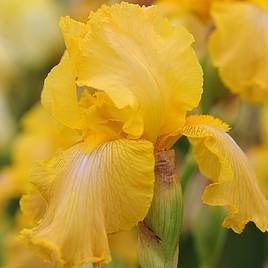 Iris Buckwheat (Re-Blooming)