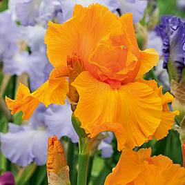 Iris Orange Harvest (Re-Blooming)