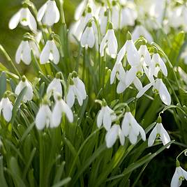 Snowdrop (Single-flowered)