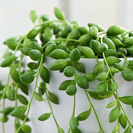 Senecio String of Teardrops