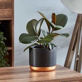 Ficus elastica Robusta
