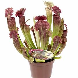 Carnivorous House Plants