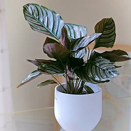 Calathea Sanderiana