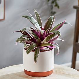 Tradescantia spathacea Sitara